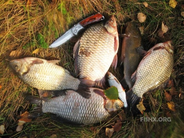 Карась-гибрид на фидер Карась-гибрид на фидер