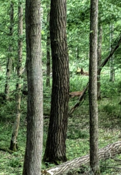 Сумасшедший май. Сумасшедший май.