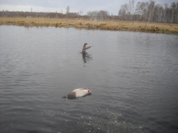 Хмурая весна или необычный сезон охоты.