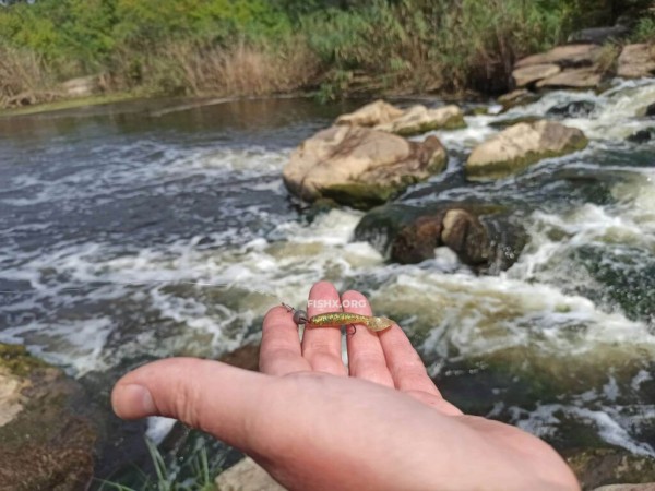 Ловля окуня на перекате