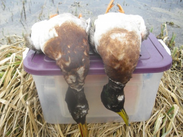 Хмурая весна или необычный сезон охоты.