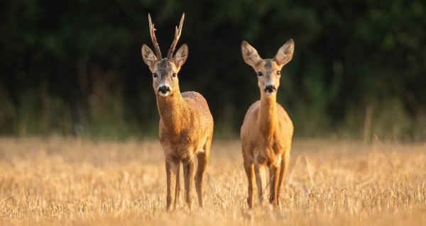 За косулей с манком За косулей с манком