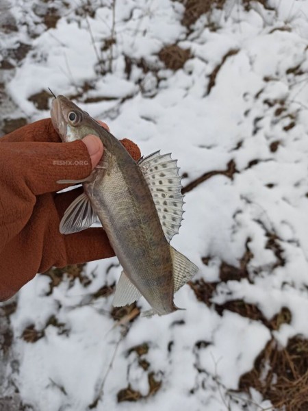 Зимний судак на спиннинг перед ледоставом