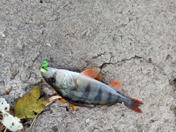 Прогулка с ультралайтом Прогулка с ультралайтом