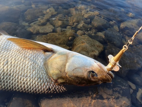 Капризы морского жерехаНачало лета для меня, волгоградского рыболова, это отнюдь не стенания по поводу массового вылета мошки. И я не согласен с поговоркой "Настал июнь - на рыбу плюнь". Одно из самых значительных событий в июне - утренний жерех на Волгоградском водохранилище. Его активизация около берега наступает с определенным прогревом воды. Этого моменты мы ждем с нетерпением, и недавно первое свидание с ним у меня уже состоялось. За ним сразу же второе.
