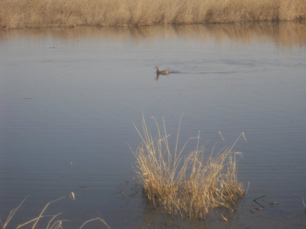Хмурая весна или необычный сезон охоты.