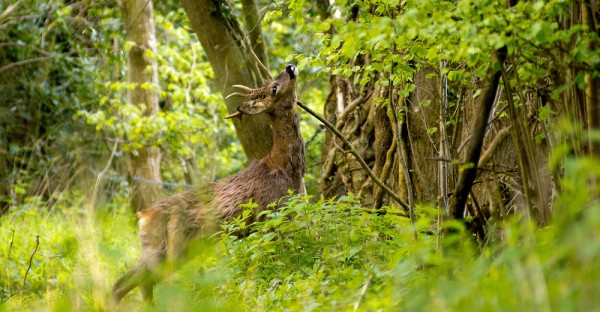 За косулей с манком За косулей с манком