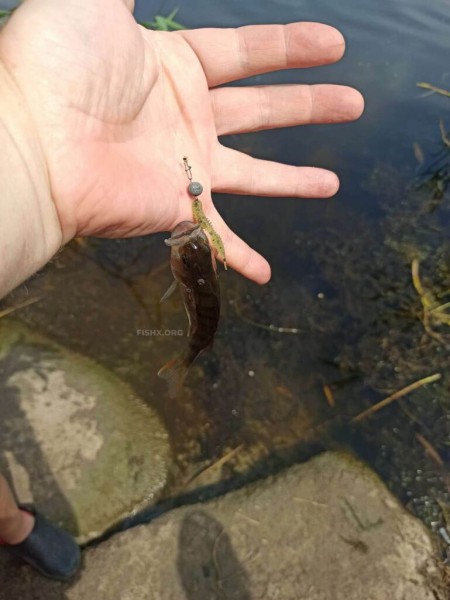 Покупались на реке и погоняли “микрушечного” окуня Покупались на реке и погоняли “микрушечного” окуня