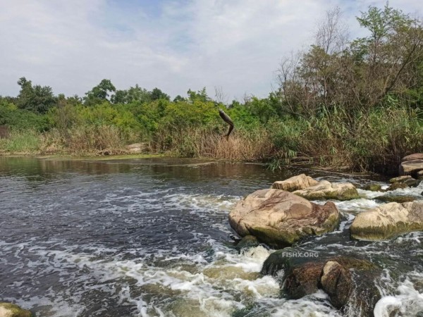 Ловля окуня на перекате
