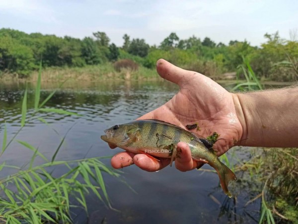 Ультралайт на лесном озере Ультралайт на лесном озере