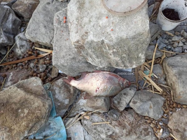 Лещ ловится на флэт и пружину