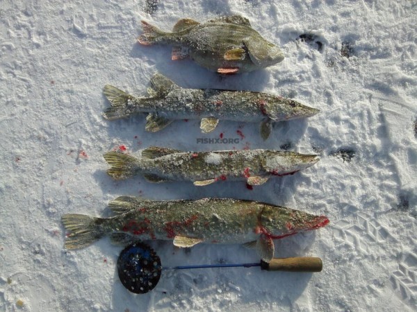 Ловля щуки жерлицами на бывшем колхозном пруду Ловля щуки жерлицами на бывшем колхозном пруду