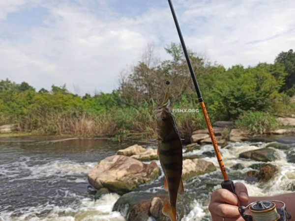Ловля окуня на перекате