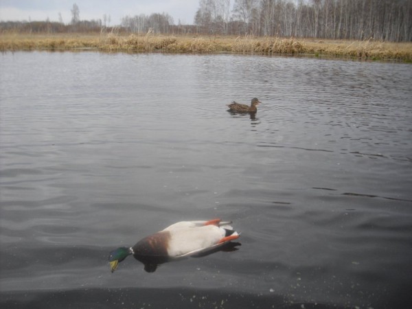 Хмурая весна или необычный сезон охоты.