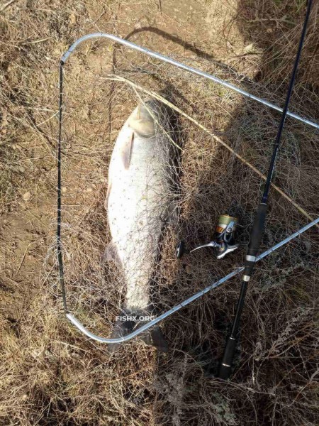 Толстолобик вместо судака на спиннинг