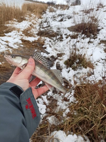 Прогулка со спиннингом по заснеженному берегу Прогулка со спиннингом по заснеженному берегу