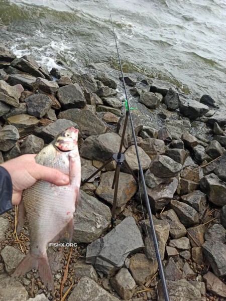 Лещ ловится на флэт и пружину