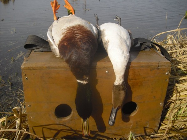 Хмурая весна или необычный сезон охоты.