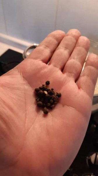 Уха домашняя Уха домашняя