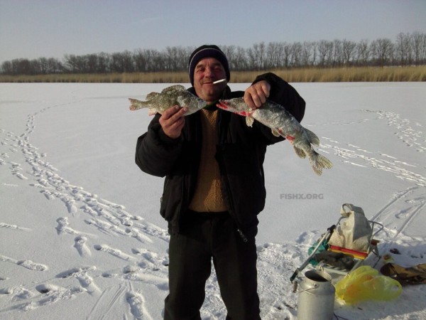 Ловля щуки жерлицами на бывшем колхозном пруду Ловля щуки жерлицами на бывшем колхозном пруду