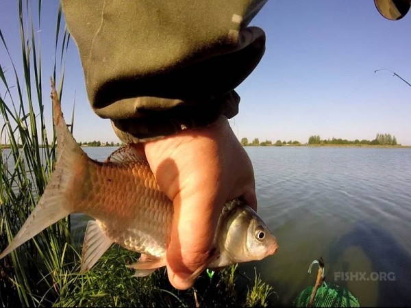 А ехал за живцом А ехал за живцом