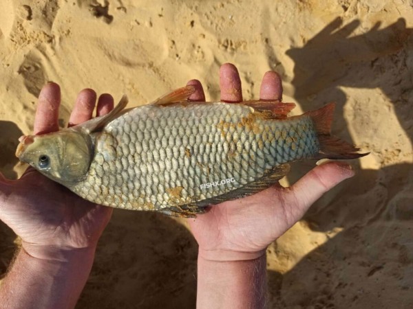 Трофеи на водохранилище Трофеи на водохранилище