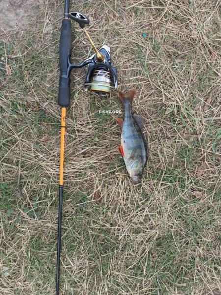 Покупались на реке и погоняли “микрушечного” окуня Покупались на реке и погоняли “микрушечного” окуня