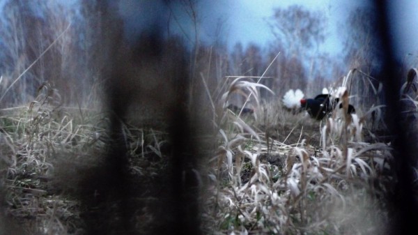 Вечер на тяге и тетеревиный ток Вечер на тяге и тетеревиный ток