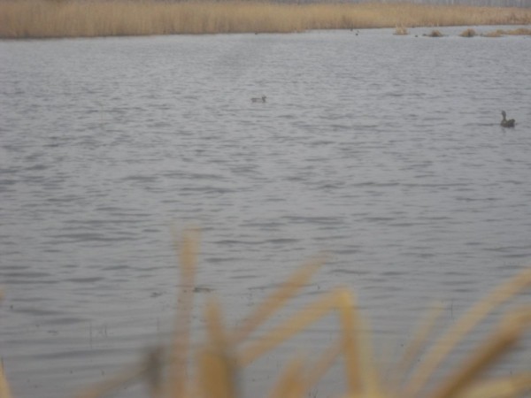 Хмурая весна или необычный сезон охоты.