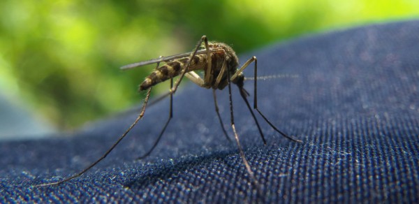 Летние кровососы и защита от них Летние кровососы и защита от них