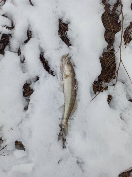 Зимний судак на спиннинг перед ледоставом