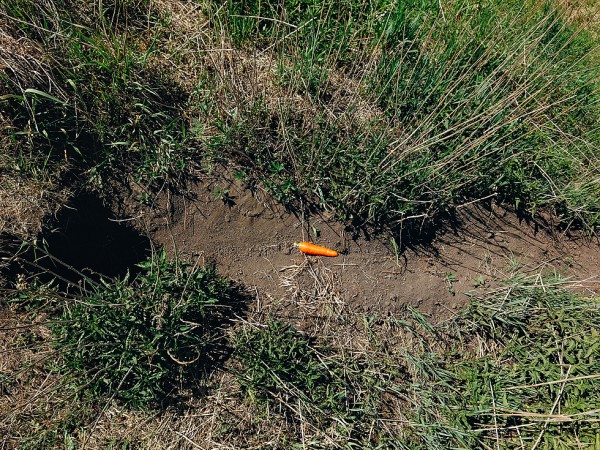 Открытие охоты на сурка с мелкашкой