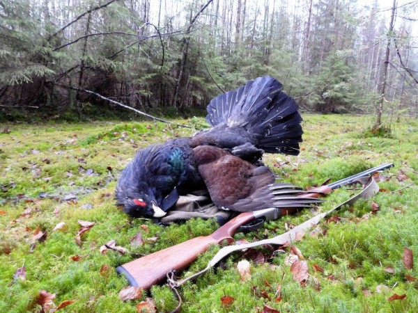 По глухарю. По глухарю.