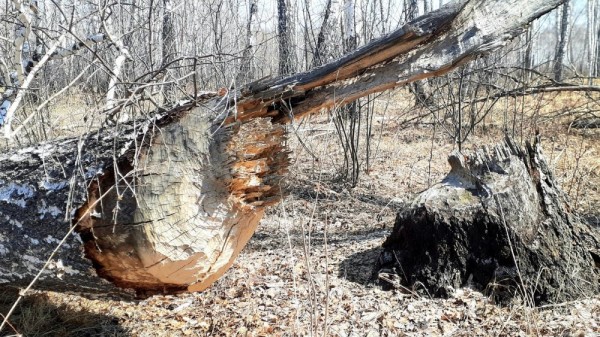 Весенние моменты Охоты!  *2023*