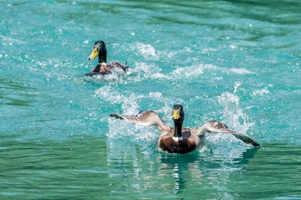 Канада подустала от охотников на водоплавающих птиц из СШАВ стране приняты изменения в правилах, направленные на защиту и сохранение уникальной культуры охоты на водоплавающую птицу