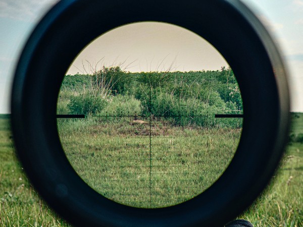 Открытие охоты на сурка с мелкашкой