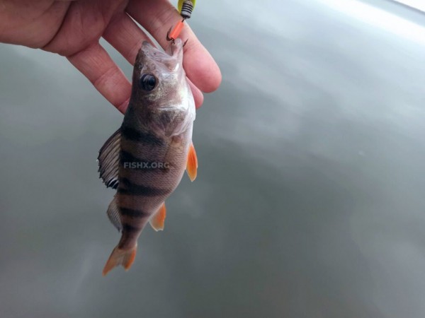 Ловля на блесну-вертушку Ловля на блесну-вертушку