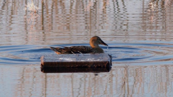 Туманное утро