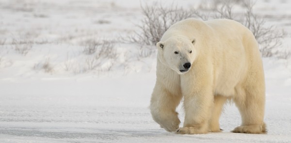 Охота как способ сохранения