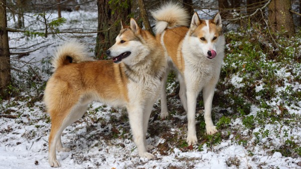 Кабанья охота изнутри Кабанья охота изнутри