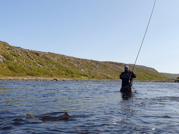 Семга более чем на 20 килограмм поймана в реке Восточная ЛицаТот, кому хоть раз посчастливилось вываживать очень крупную семгу, знает смысл заголовка этой статьи. Это удивительно сильная и мощная рыба, с которой нельзя управлять, ей нельзя командовать, ее нельзя заставить что-то делать помимо ее воли. С этой рыбой можно только договариваться или уговорить ее