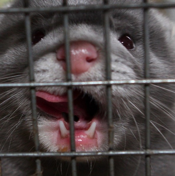 Почему дикие животные глупеют рядом с человекомОбоснование научной теории на примере американских норок. Так ли это, и в чем причины? Почему дикие животные глупеют рядом с человекомОбоснование научной теории на примере американских норок. Так ли это, и в чем причины?