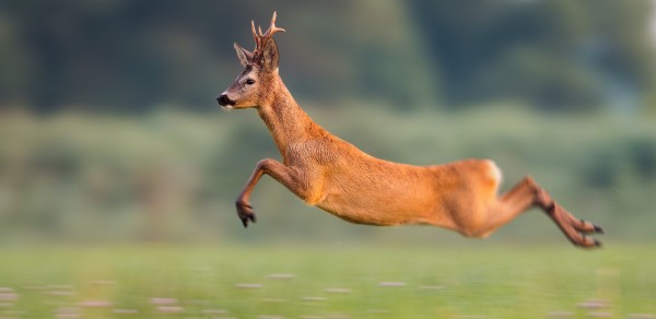 За косулей с манком За косулей с манком