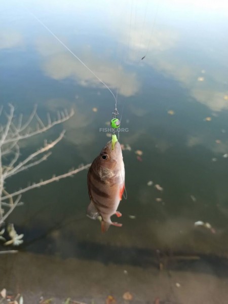 Толстолобик вместо судака на спиннинг