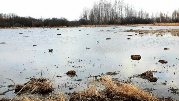 Весенние моменты Охоты!  *2023*