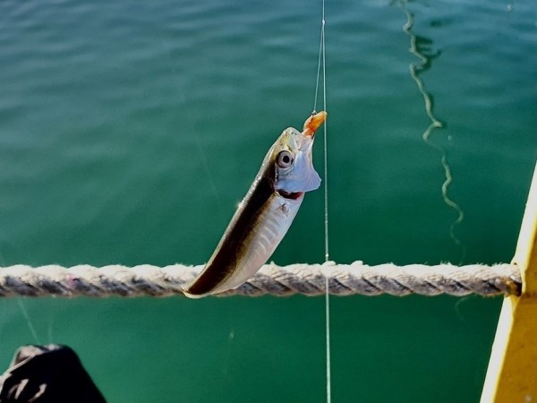 В любую погоду и при любом штормеВсе сочинские рыбаки, так же, как и рыбаки в Абхазии, очень сильно привязаны к погодным условиям. Действительно, основные места ловли – это горные реки и море. Когда на море шторм, там делать нечего. Причем, этот шторм может продолжаться неделю и больше. Когда идут дожди, а они обычно идут как на побережье, так и в горах одновременно, в реках очень сильно поднимается уровень воды и вода эта очень мутная. В любую погоду и при любом штормеВсе сочинские рыбаки, так же, как и рыбаки в Абхазии, очень сильно привязаны к погодным условиям. Действительно, основные места ловли – это горные реки и море. Когда на море шторм, там делать нечего. Причем, этот шторм может продолжаться неделю и больше. Когда идут дожди, а они обычно идут как на побережье, так и в горах одновременно, в реках очень сильно поднимается уровень воды и вода эта очень мутная.