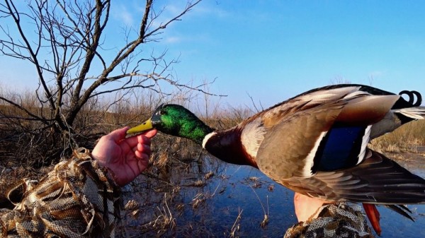 Хорошее утро! Хорошее утро!