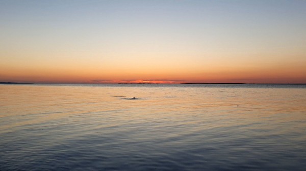 Капризы морского жерехаНачало лета для меня, волгоградского рыболова, это отнюдь не стенания по поводу массового вылета мошки. И я не согласен с поговоркой "Настал июнь - на рыбу плюнь". Одно из самых значительных событий в июне - утренний жерех на Волгоградском водохранилище. Его активизация около берега наступает с определенным прогревом воды. Этого моменты мы ждем с нетерпением, и недавно первое свидание с ним у меня уже состоялось. За ним сразу же второе.