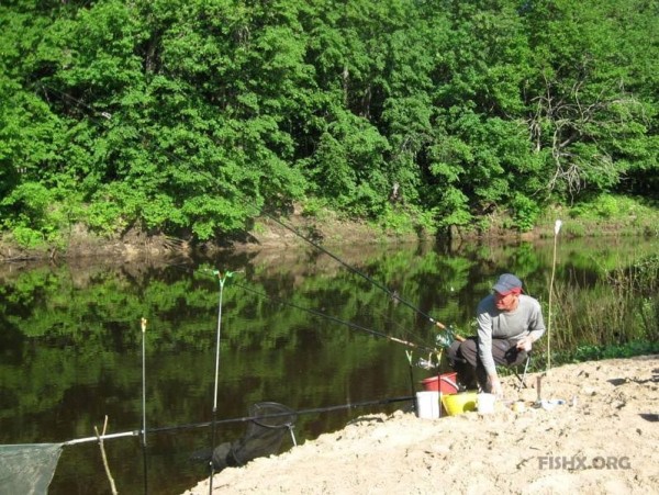 Карась-гибрид на фидер Карась-гибрид на фидер