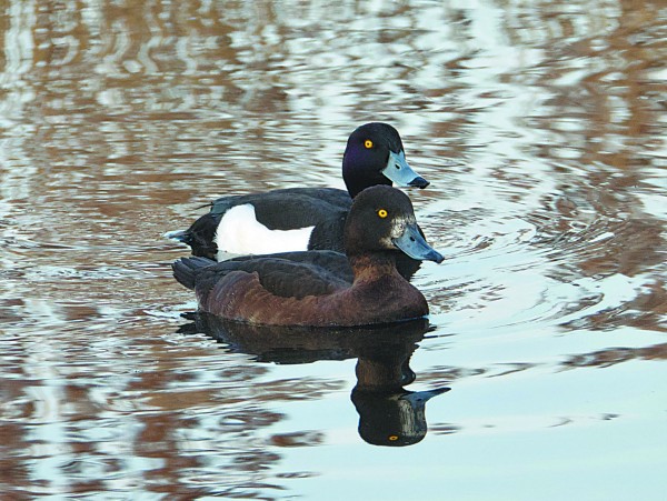 Птичьи истории. Итоги прошедшей весенней охоты Объединенный интерес к традициям охоты сказывается на ее культуре. А вот всякого рода ограничения, наоборот, приводят к умиранию тех самых культурных ценностей, которые и были нам завещаны охотниками прошлых поколений Птичьи истории. Итоги прошедшей весенней охоты Объединенный интерес к традициям охоты сказывается на ее культуре. А вот всякого рода ограничения, наоборот, приводят к умиранию тех самых культурных ценностей, которые и были нам завещаны охотниками прошлых поколений